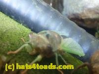 /home//u458753944/public_html/sourcegallery////////////Insects and small critters/aphids cicadas lanternflies and true bugs (Hemiptera)/P1140004.JPG